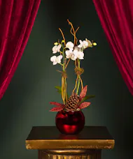 The Scarlet Orchid