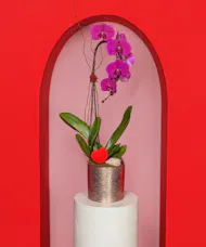 The Velvet Kiss Orchid