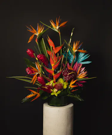 A large tropical arrangement of birds of paradise, white cymbidium orchids, and king protea designed in an elegant low black ceramic bowl
