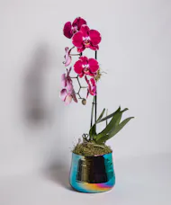 True to Bloom