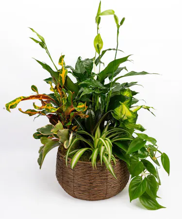 Money Tree pant in a stone head planter that can be reused.