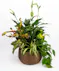 Money Tree pant in a stone head planter that can be reused.