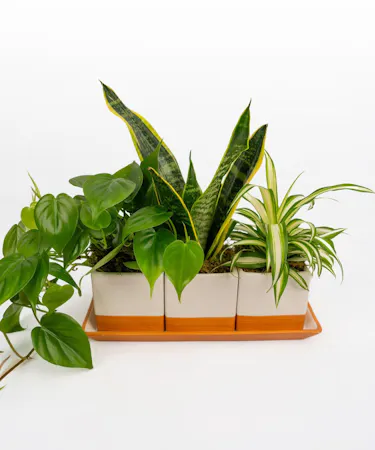 Money Tree pant in a stone head planter that can be reused.